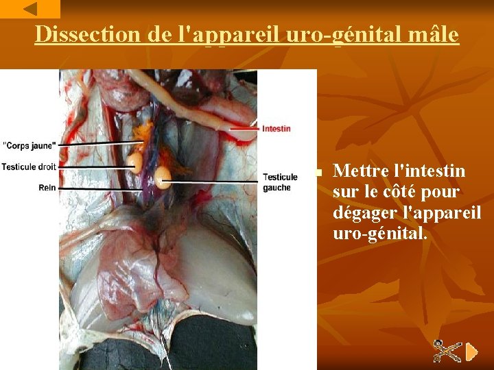 Dissection de l'appareil uro-génital mâle n Mettre l'intestin sur le côté pour dégager l'appareil