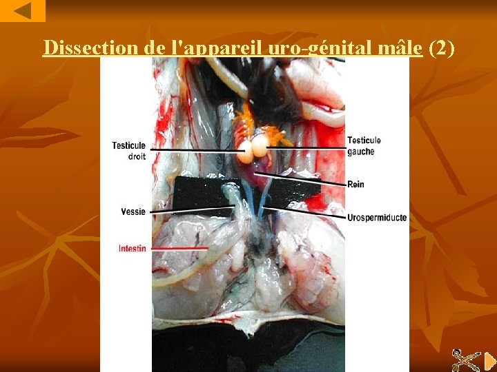 Dissection de l'appareil uro-génital mâle (2) 