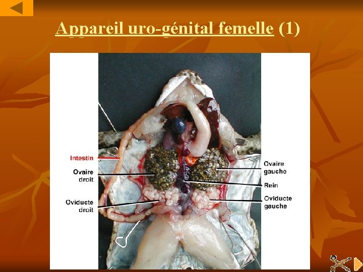 Appareil uro-génital femelle (1) 