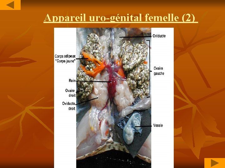 Appareil uro-génital femelle (2) 