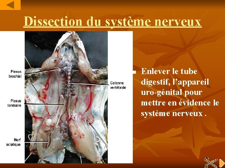 Dissection du système nerveux n Enlever le tube digestif, l’appareil uro-génital pour mettre en