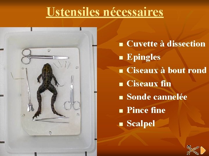 Ustensiles nécessaires n n n n Cuvette à dissection Epingles Ciseaux à bout rond