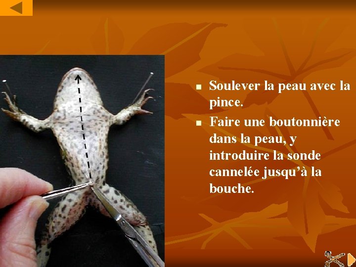 n n Soulever la peau avec la pince. Faire une boutonnière dans la peau,