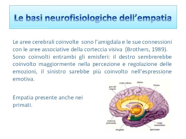 Le aree cerebrali coinvolte sono l’amigdala e le sue connessioni con le aree associative