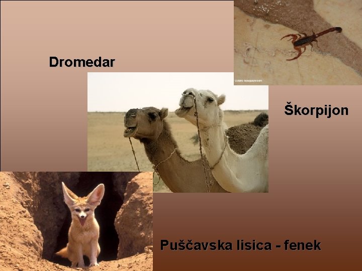 Dromedar Škorpijon Puščavska lisica - fenek 