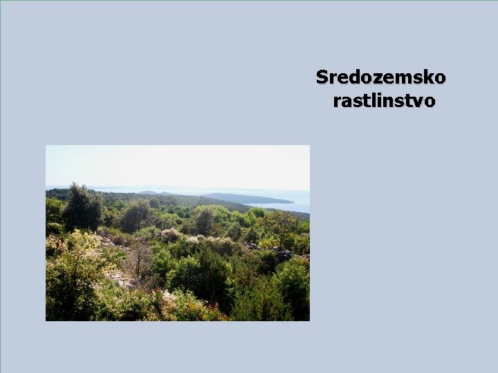 Sredozemsko rastlinstvo 