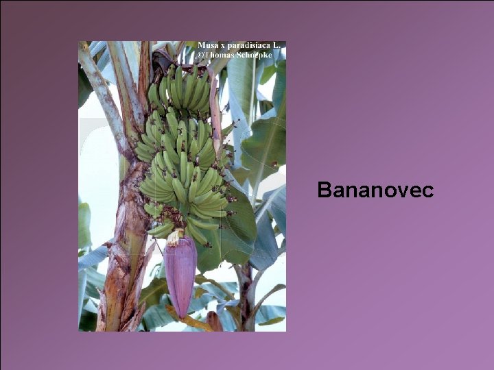 Bananovec 