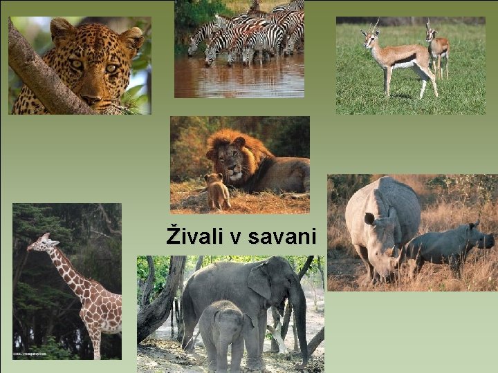 Živali v savani 