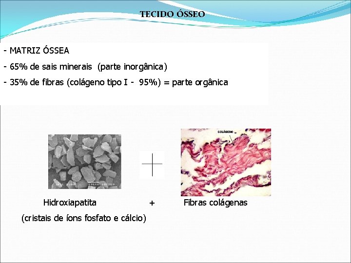 TECIDO ÓSSEO - MATRIZ ÓSSEA - 65% de sais minerais (parte inorgânica) - 35%