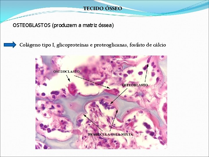 TECIDO ÓSSEO OSTEOBLASTOS (produzem a matriz óssea) Colágeno tipo I, glicoproteínas e proteoglicanas, fosfato