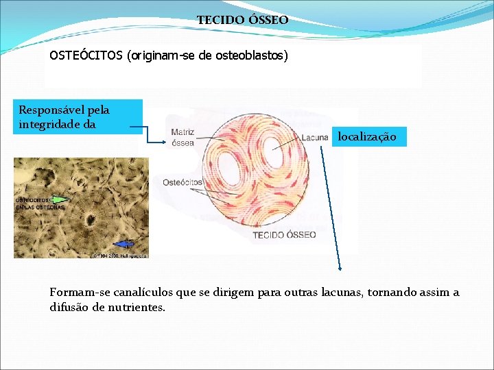 TECIDO ÓSSEO OSTEÓCITOS (originam-se de osteoblastos) Responsável pela integridade da localização Formam-se canalículos que