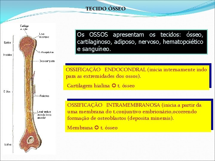 TECIDO ÓSSEO Os OSSOS apresentam os tecidos: ósseo, cartilaginoso, adiposo, nervoso, hematopoiético e sanguíneo.