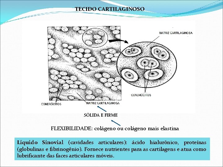 TECIDO CARTILAGINOSO SÓLIDA E FIRME FLEXIBILIDADE: colágeno ou colágeno mais elastina Liquido Sinovial (cavidades