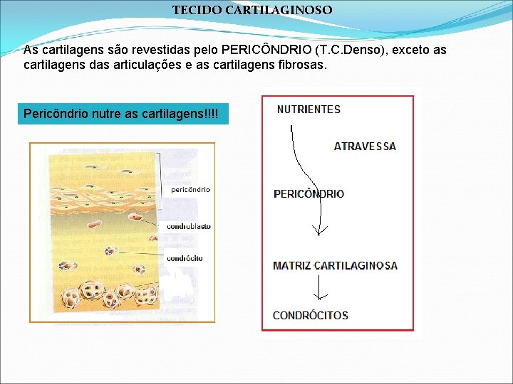TECIDO CARTILAGINOSO As cartilagens são revestidas pelo PERICÔNDRIO (T. C. Denso), exceto as cartilagens