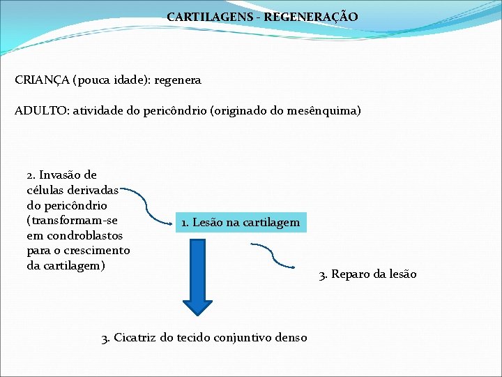 CARTILAGENS - REGENERAÇÃO CRIANÇA (pouca idade): regenera ADULTO: atividade do pericôndrio (originado do mesênquima)