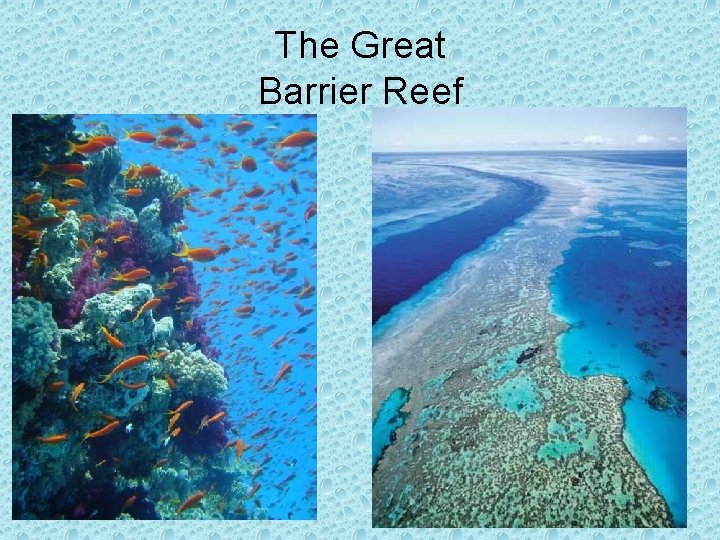 The Great Barrier Reef 