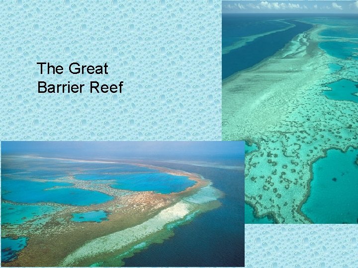 The Great Barrier Reef 