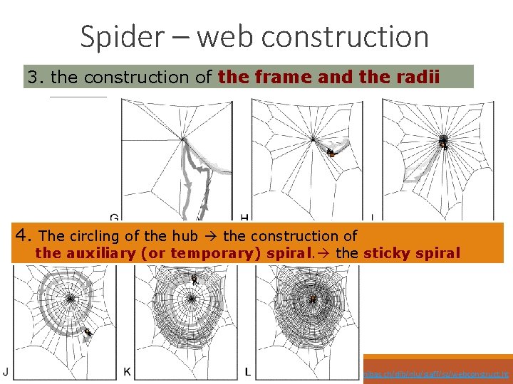 Spider – web construction 3. the construction of the frame and the radii 4.