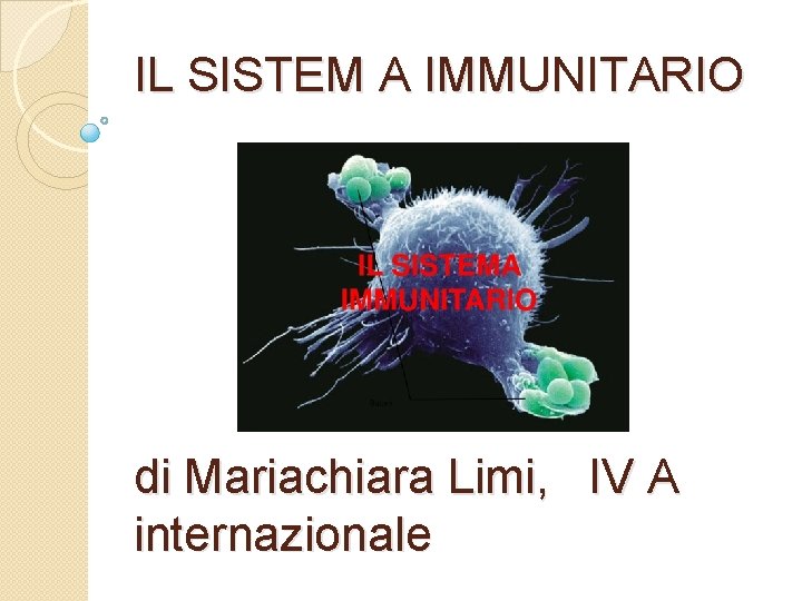 IL SISTEM A IMMUNITARIO di Mariachiara Limi, IV A internazionale 