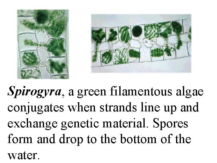 Spirogyra, a green filamentous algae conjugates when strands line up and exchange genetic material.