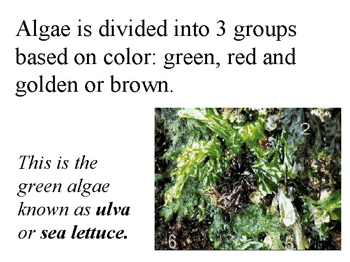 Algae is divided into 3 groups based on color: green, red and golden or