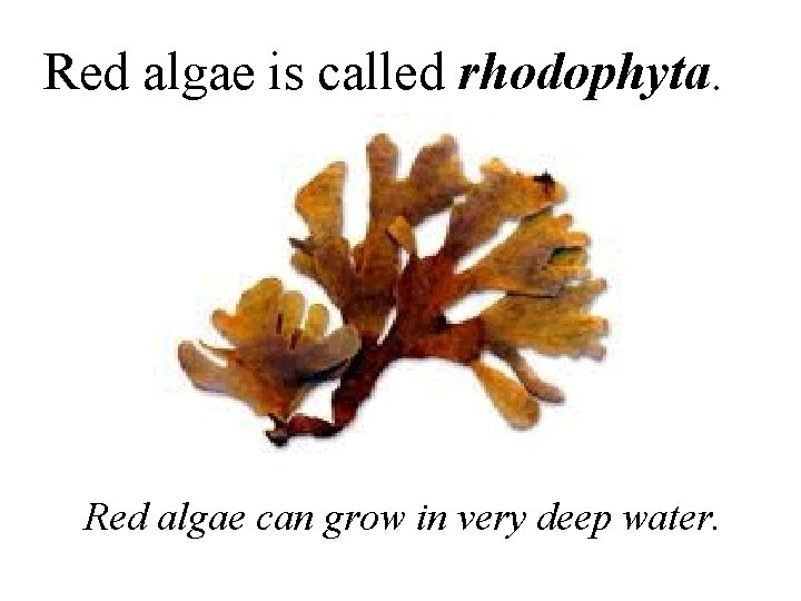 Red algae is called rhodophyta. Red algae can grow in very deep water. 