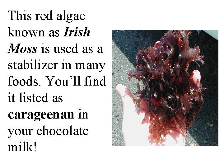 This red algae known as Irish Moss is used as a stabilizer in many