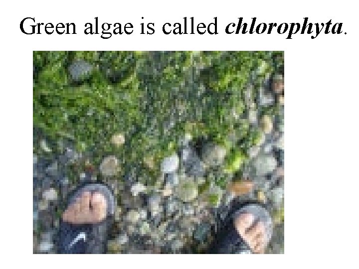 Green algae is called chlorophyta. 