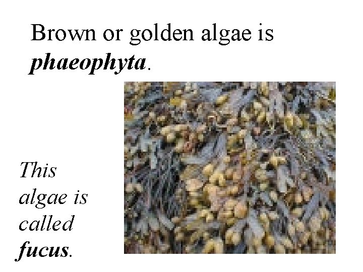 Brown or golden algae is phaeophyta. This algae is called fucus. 