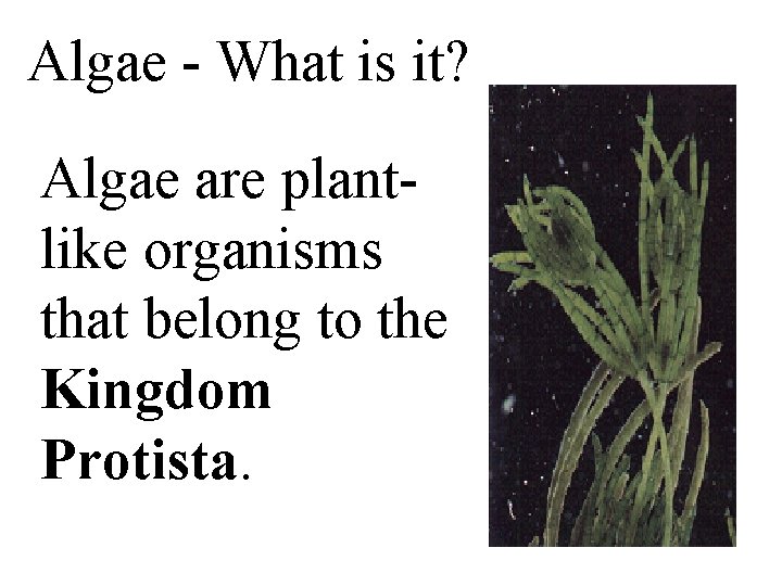 Algae - What is it? Algae are plantlike organisms that belong to the Kingdom