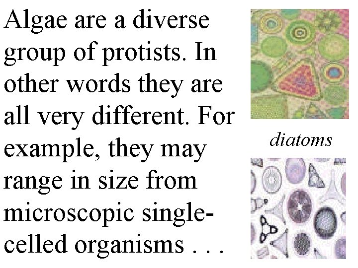 Algae are a diverse group of protists. In other words they are all very