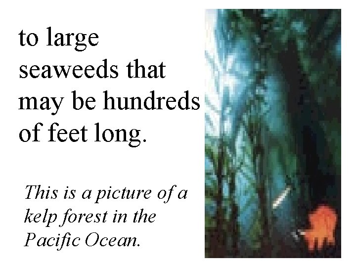 to large seaweeds that may be hundreds of feet long. This is a picture