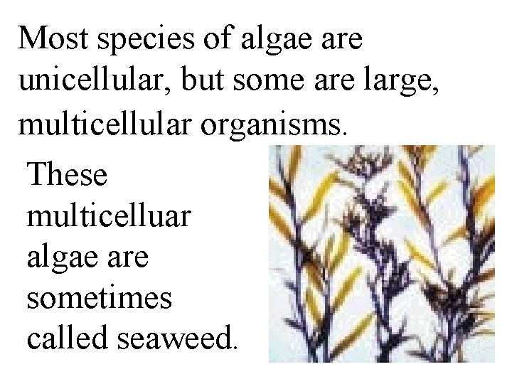 Most species of algae are unicellular, but some are large, multicellular organisms. These multicelluar