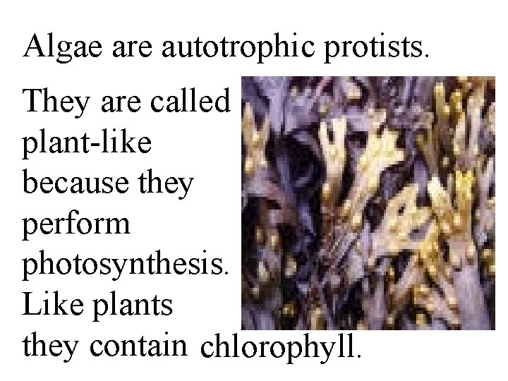 Algae are autotrophic protists. They are called plant-like because they perform photosynthesis. Like plants