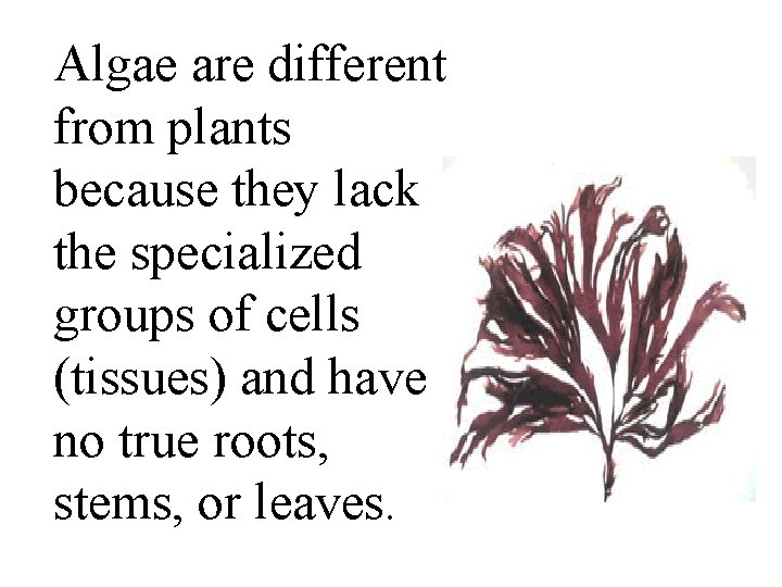 Algae are different from plants because they lack the specialized groups of cells (tissues)