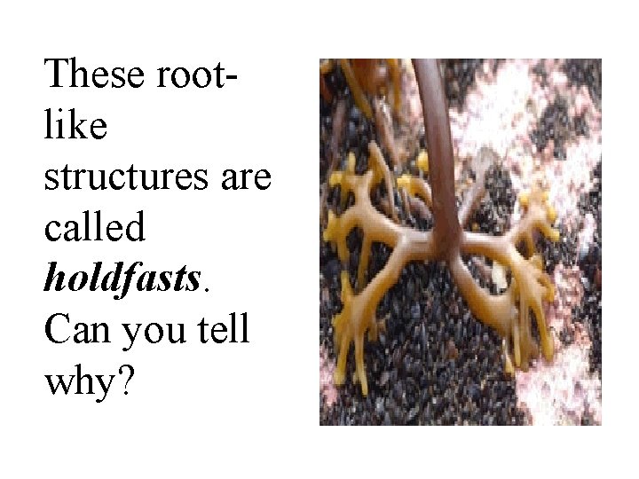 These rootlike structures are called holdfasts. Can you tell why? 