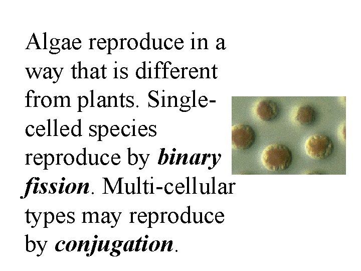 Algae reproduce in a way that is different from plants. Singlecelled species reproduce by