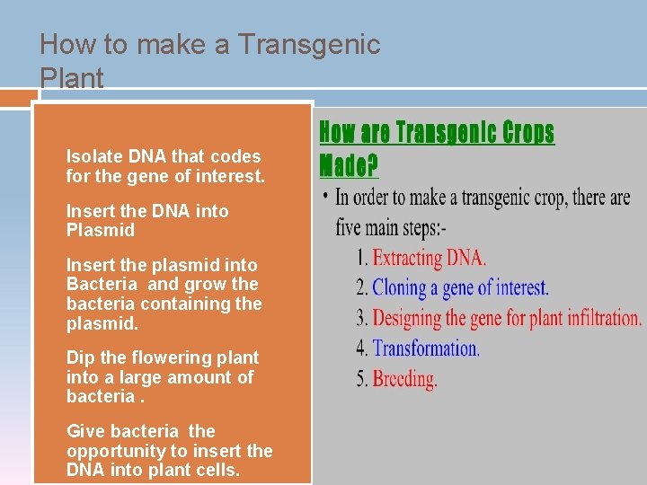 How to make a Transgenic Plant 1) 2) 3) 4) 5) Isolate DNA that