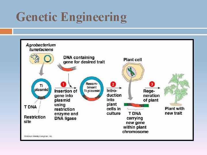 Genetic Engineering 