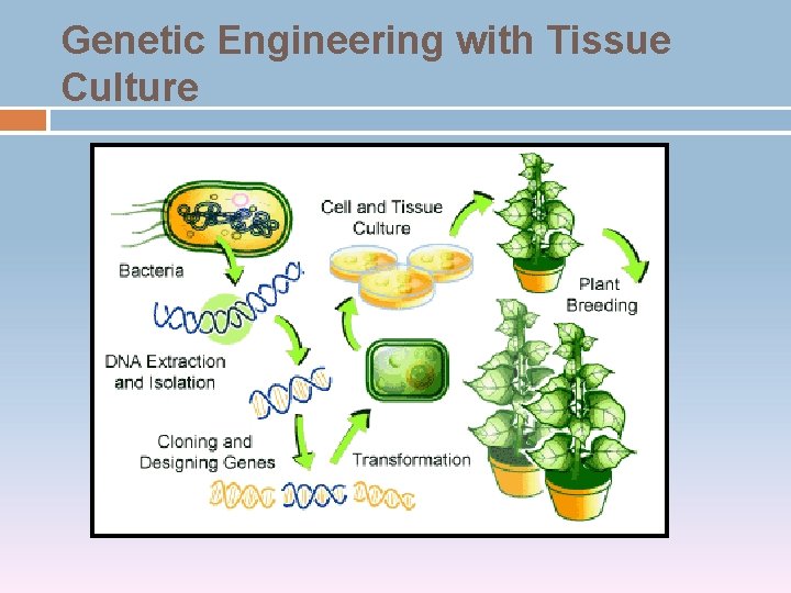 Genetic Engineering with Tissue Culture 