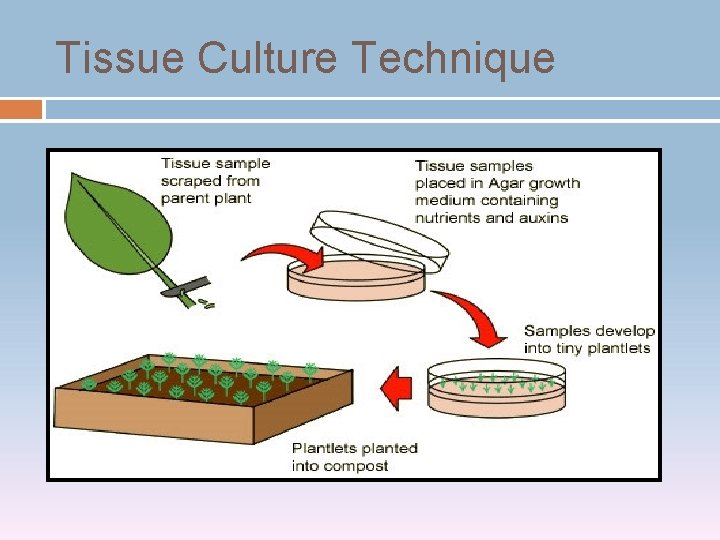 Tissue Culture Technique 