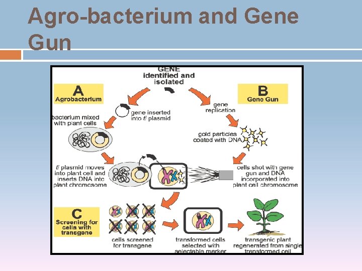 Agro-bacterium and Gene Gun 