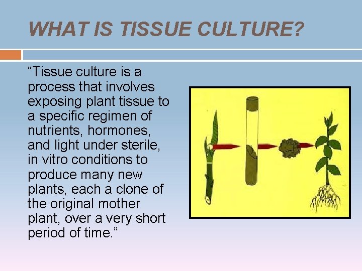 WHAT IS TISSUE CULTURE? “Tissue culture is a process that involves exposing plant tissue