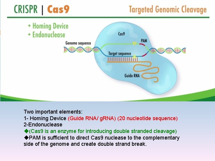 Two important elements: 1 - Homing Device (Guide RNA/ g. RNA) (20 nucleotide sequence)