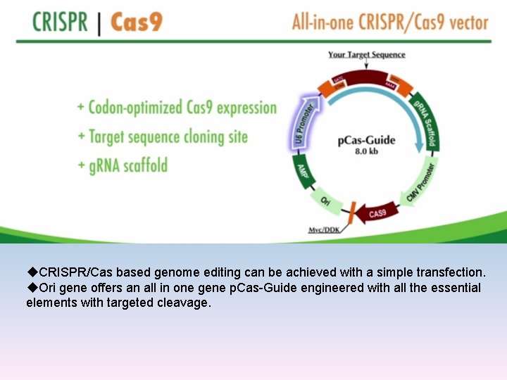 u. CRISPR/Cas based genome editing can be achieved with a simple transfection. u. Ori