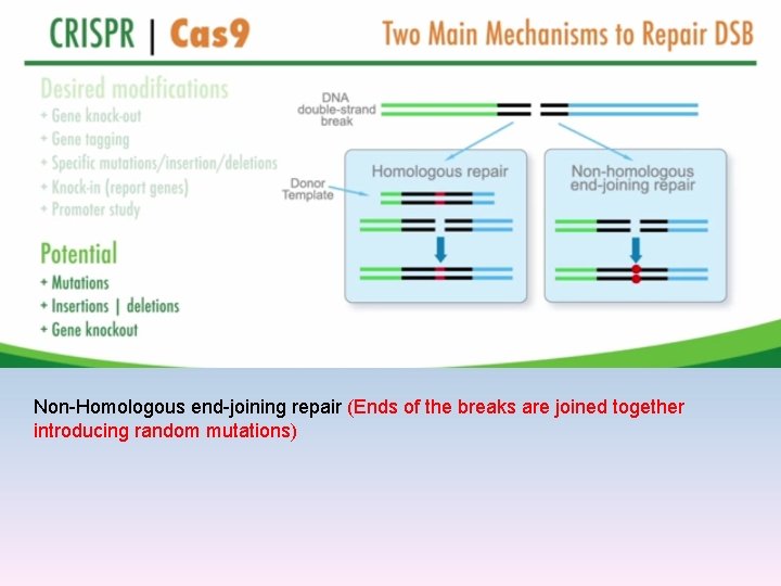 Non-Homologous end-joining repair (Ends of the breaks are joined together introducing random mutations) 