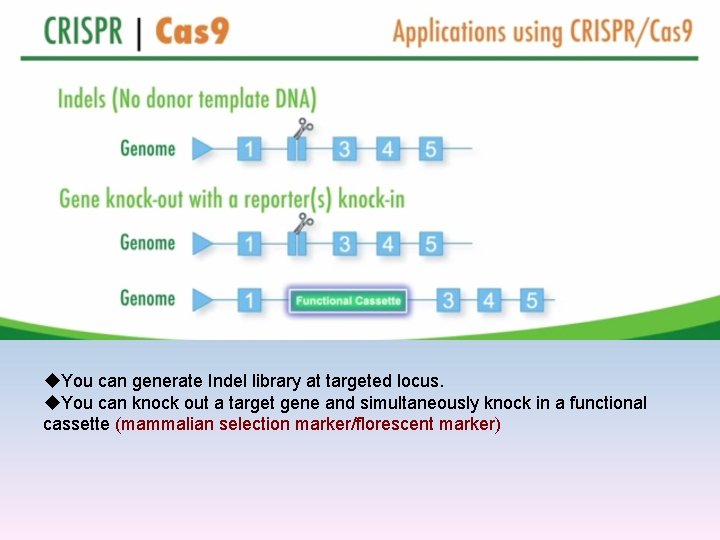 u. You can generate Indel library at targeted locus. u. You can knock out