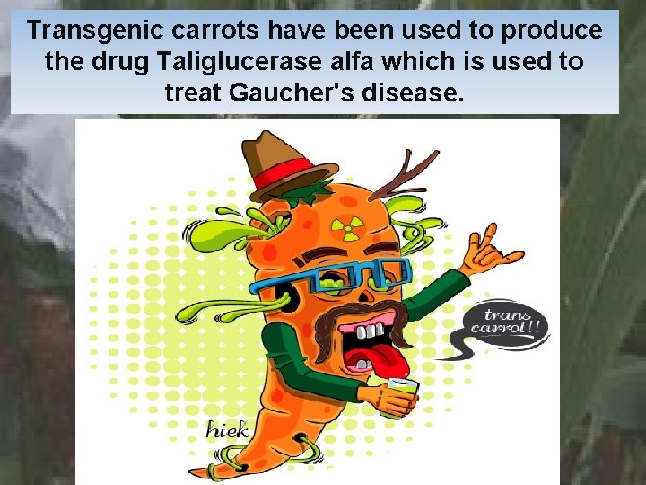 Transgenic carrots have been used to produce the drug Taliglucerase alfa which is used