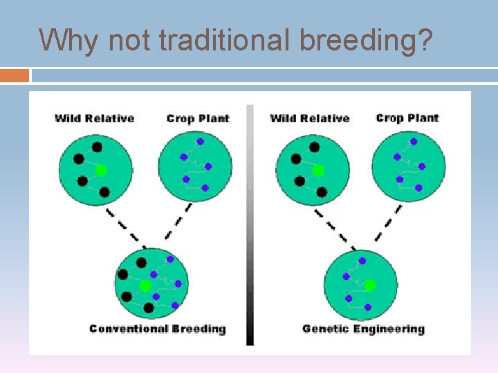 Why not traditional breeding? 