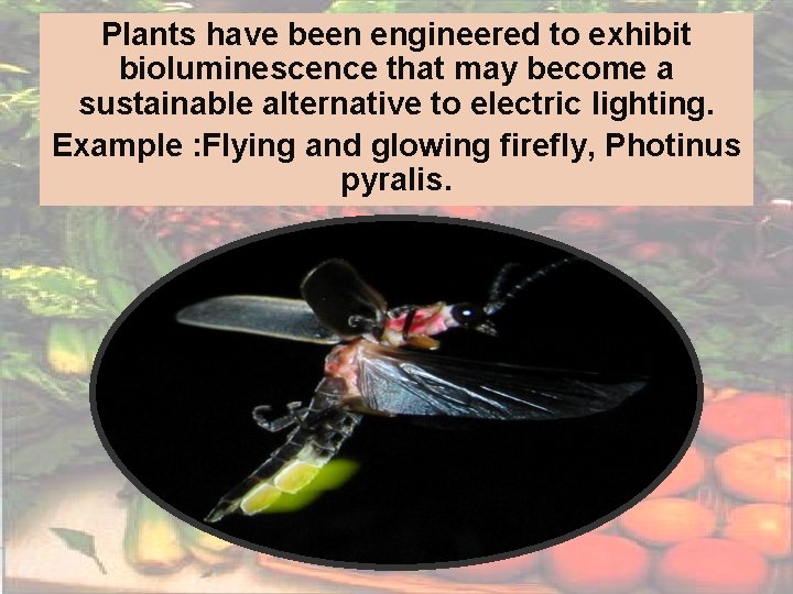 Plants have been engineered to exhibit bioluminescence that may become a sustainable alternative to